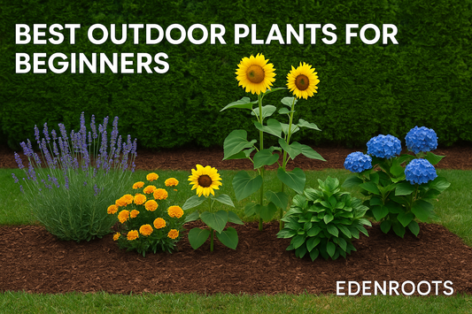 Thumbnail image of beginner-friendly outdoor plants—including lavender, marigolds, sunflowers, and hydrangeas—in a garden setting, for the EdenRoots outdoor plant guide