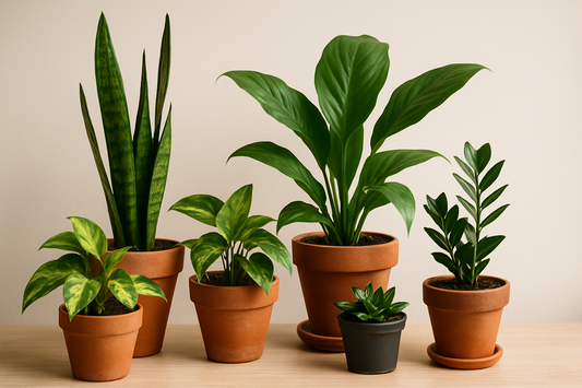 Assorted indoor plants in terracotta pots arranged on a wooden surface