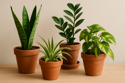 Four low-maintenance indoor plants arranged on a wooden surface in natural light