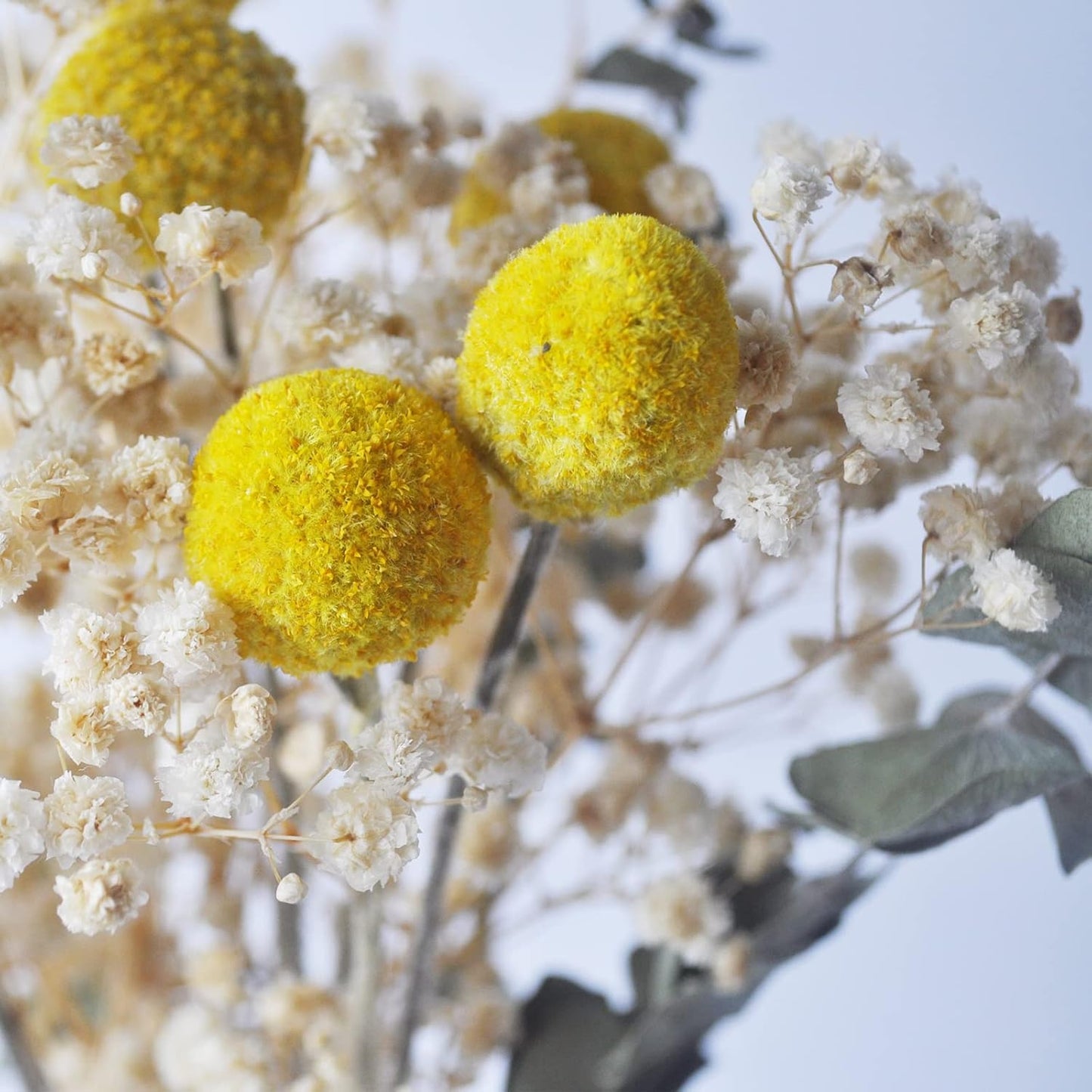 L'BREVOGA Dried Flower Bouquets, 100% Natural Flowers Craspedia/Baby’s Breath/Eucalyptus for Decoration Home Party (Billy Buttons)