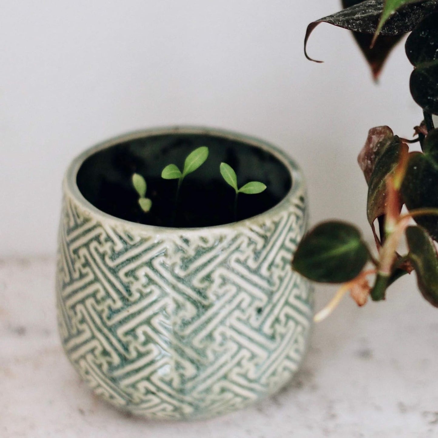 The Growing Candle, Mint & Eucalyptus Scented, 10oz Ceramic Pot, Aromatherapy Candles, 100% Soy, Ida