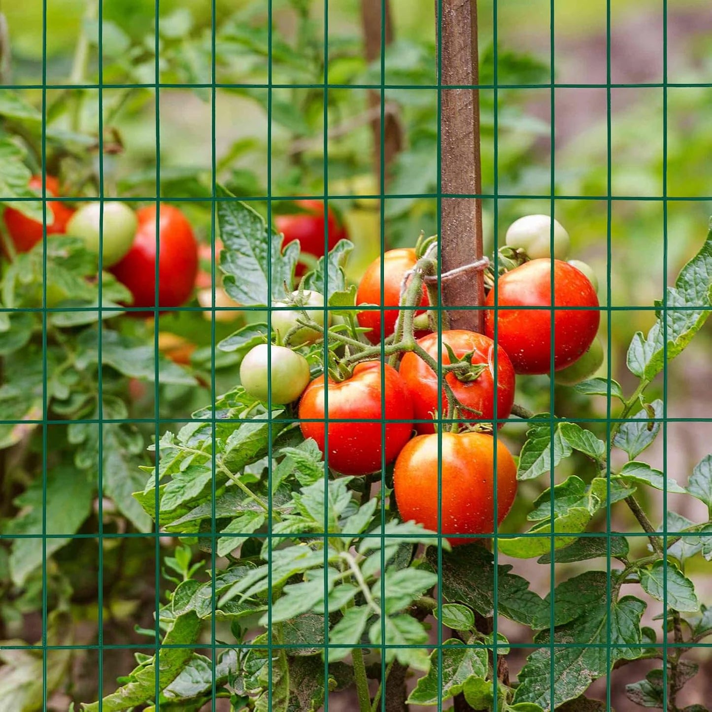 Green PVC Coated Welded Wire Fence 56 Inch x 50 Foot, 2 Inch x 4 Inch 14GA, Garden Border Fencing Roll Vinyl Coating Metal Wire Mesh Hardware Cloth for Yard Vegetable Plant Protection